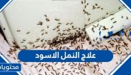 علاج النمل الاسود .. 15 طريقة لعلاج النمل الاسود نهائيًا