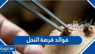 فوائد قرصة النحل والآثار الجانبية البسيطة لقرصة النحل