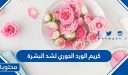 كريم الورد الجوري لشد البشرة