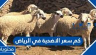 كم سعر الاضحية في الرياض وما أهم النصائح لاختيار الأضحية