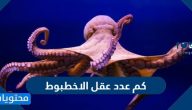 كم عدد عقل الاخطبوط ؟ وأهم الحقائق عن الأخطبوط