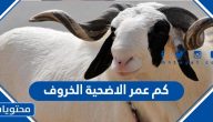 كم عمر الأضحية الخروف