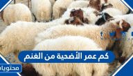 كم عمر الأضحية من الغنم