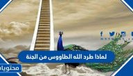لماذا طرد الله الطاووس من الجنة