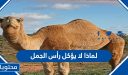 لماذا لا يؤكل رأس الجمل