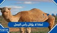 لماذا لا يؤكل رأس الجمل