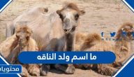 ما اسم ولد الناقه وما هي مواصفاته