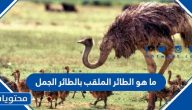 ما هو الطائر الملقب بالطائر الجمل