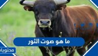 ما هو صوت الثور