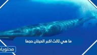 ما هي ثالث أكبر الحيتان حجمًا