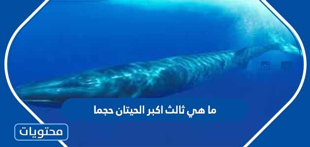 ما هي ثالث أكبر الحيتان حجمًا