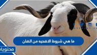 ما هي شروط الاضحيه من الضان وكيفية توزيعها