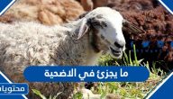 ما يجزئ في الاضحية