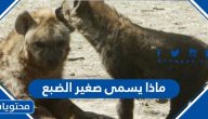 ماذا يسمى صغير الضبع