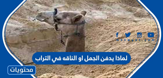 الخمسة الاوائل الناقه