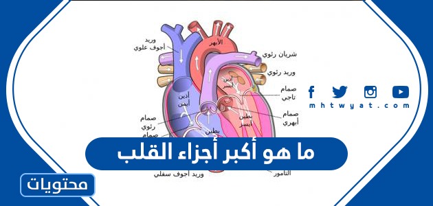 ما هو أكبر أجزاء القلب