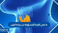 ما هي الغدة المسؤولة عن زيادة الوزن