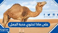 على ماذا تحتوي حدبة الجمل