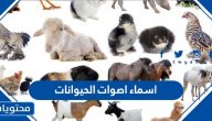 اسماء اصوات الحيوانات