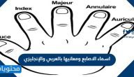 اسماء الاصابع ومعانيها بالعربي والإنجليزي