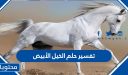 تفسير حلم الخيل الأبيض في المنام للعزباء والمتزوجة والحامل بالتفصيل