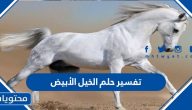 تفسير حلم الخيل الأبيض في المنام للعزباء والمتزوجة والحامل بالتفصيل