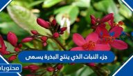 جزء النبات الذي ينتج البذرة يسمى