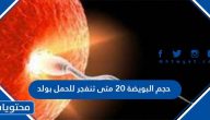 حجم البويضة 20 متى تنفجر للحمل بولد