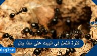 كثرة النمل في البيت على ماذا يدل