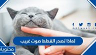 لماذا تصدر القطط صوت غريب