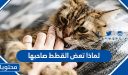 لماذا تعض القطط صاحبها