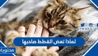 لماذا تعض القطط صاحبها