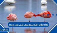 لماذا طائر الفلامنجو يقف على رجل واحده