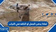 لماذا يدفن الجمل او الناقه في التراب
