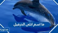 ما اسم انثى الدرفيل