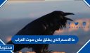 ما الاسم الذي يطلق على صوت الغراب