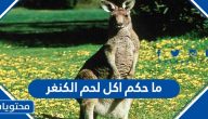 ما حكم اكل لحم الكنغر
