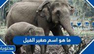ما هو اسم صغير الفيل