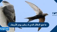 ما هو الطائر الذي لا يطير يوم الأربعاء