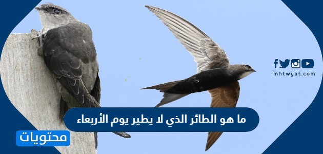 وش الطير اللي ما يطير يوم الجمعه