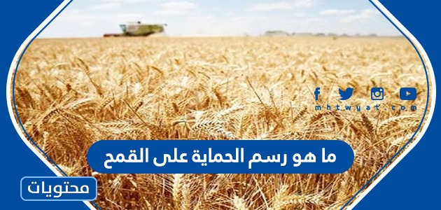 ما هو رسم الحماية على القمح ولماذا تم إلغاءه في السعودية