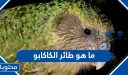 ما هو طائر الكاكابو