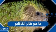 ما هو طائر الكاكابو