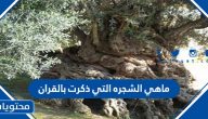 ما هي الشجرة التي ذكرت بالقرآن