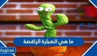 ما هي الصبارة الراقصة