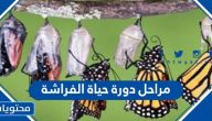 مراحل دورة حياة الفراشة و8 معلومات قد تعرفها لأول مرة عن الفراشة