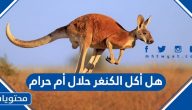 هل أكل الكنغر حلال أم حرام