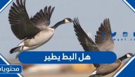 هل البط يطير ومعلومات قد تسمعها لأول مرة عن البط