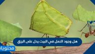 هل وجود النمل في البيت يدل على الرزق