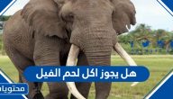 هل يجوز اكل لحم الفيل